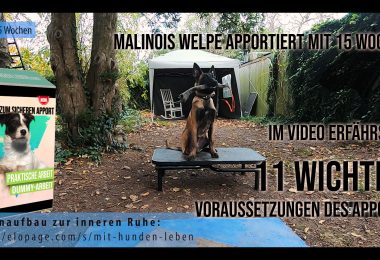 15-Wochen-Malinois-Welpe-Apport
