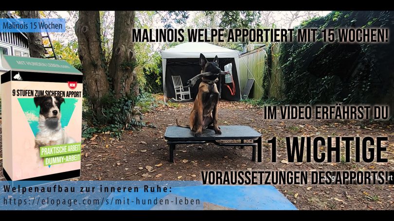 15-Wochen-Malinois-Welpe-Apport