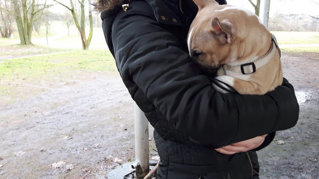 Bullterrier geht in die Ruhephase.