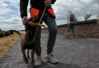 und geht im Bei mir ruhig an einem .anderen Hund vorbei