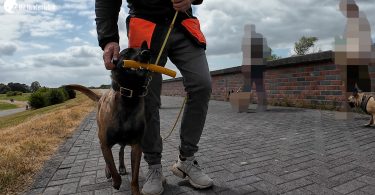 und geht im Bei mir ruhig an einem .anderen Hund vorbei