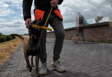 und geht im Bei mir ruhig an einem .anderen Hund vorbei