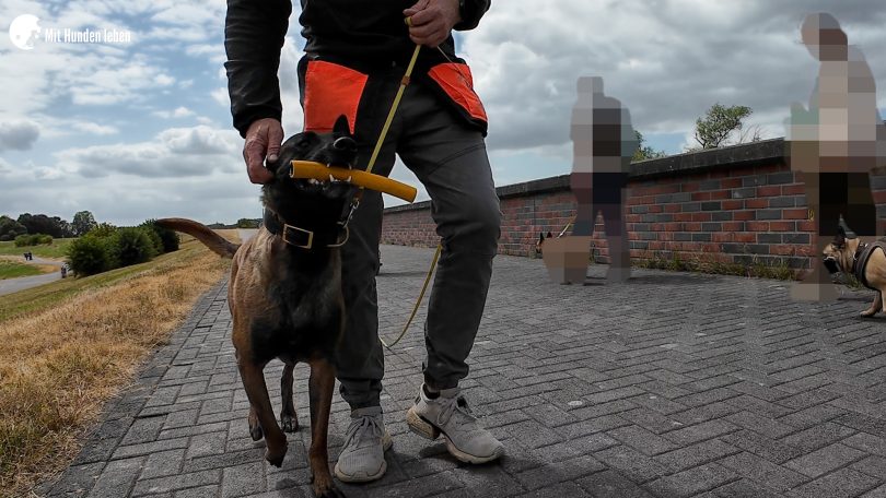 und geht im Bei mir ruhig an einem .anderen Hund vorbei