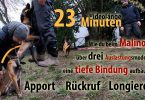 Apportieren - Rückruf - Longieren