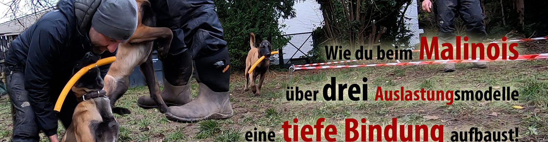 Apportieren - Rückruf - Longieren