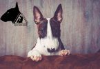 Kundenfeedback-Miniatur Bullterrier