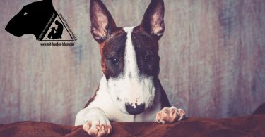 Kundenfeedback-Miniatur Bullterrier
