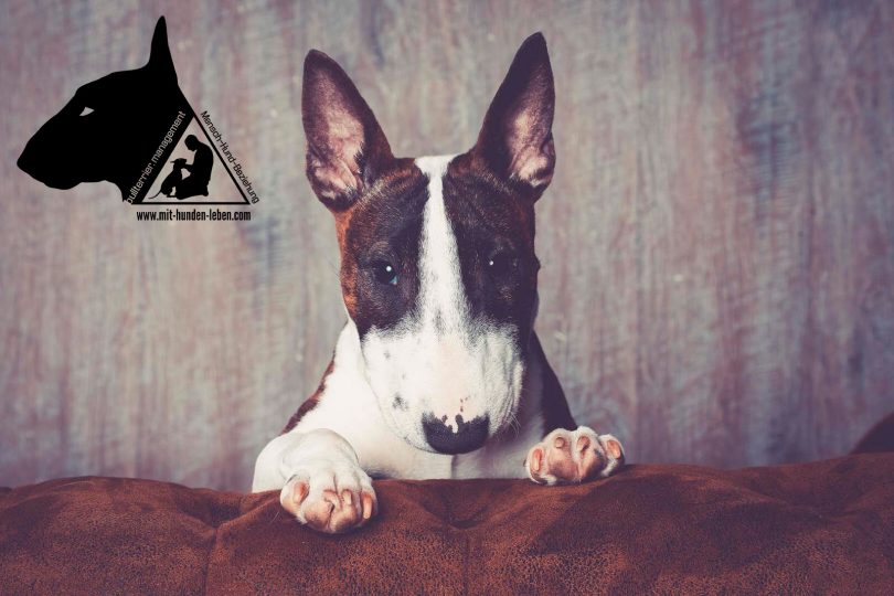 Kundenfeedback-Miniatur Bullterrier