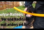 Analyse-Malinois