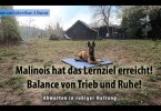 Innere Ruhe im Malinoiswelpen