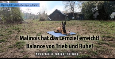 Innere Ruhe im Malinoiswelpen
