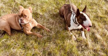 Miniatur Bullterrier