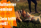 Bullterrier Seminar