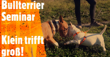 Bullterrier Seminar