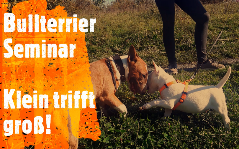 Bullterrier Seminar