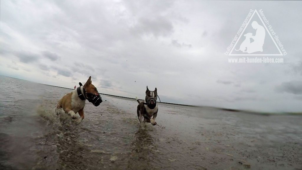 Zwei Bullterrier spielen mit Maulkorb im Watt. Rechts ist ein braun-weißer Miniaturbullterrier zu sehen, der auf gleicher Höhe eine Bullterrierhündin fixiert, um ihr den Weg abzuschneiden.