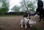 Bullterrierwelpe beisst in den Rücken
