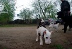 Bullterrierwelpe dominiert