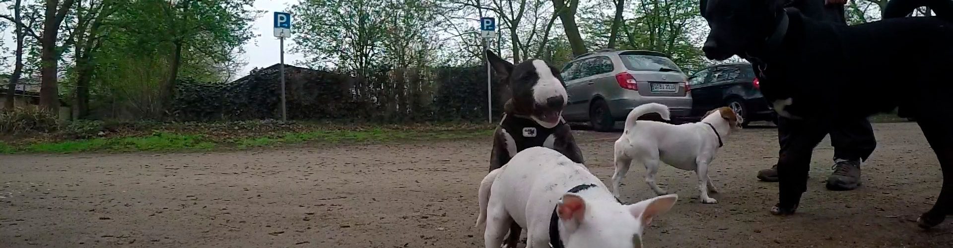 Bullterrierwelpe dominiert