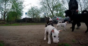 Bullterrierwelpe dominiert