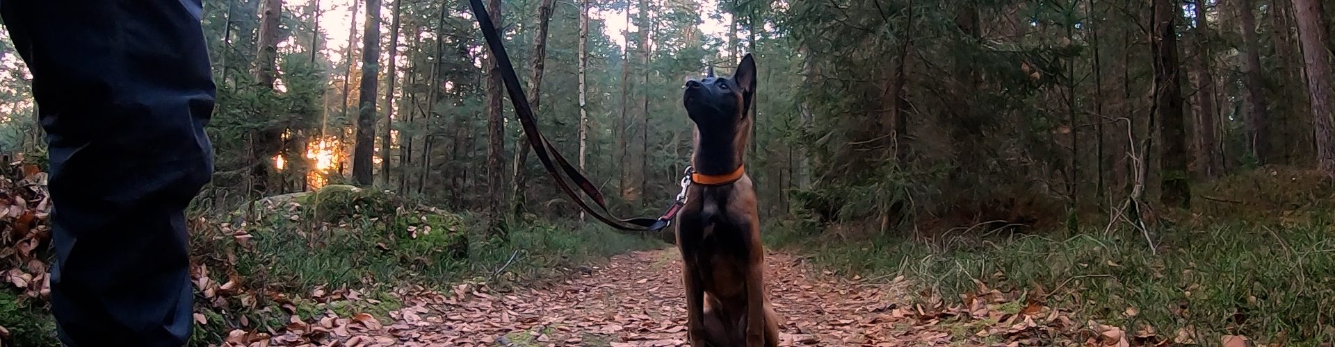 5 Tipps für den optimalen Spaziergang
