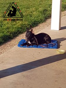 Bullterrier finden Ruhe auf der Decke