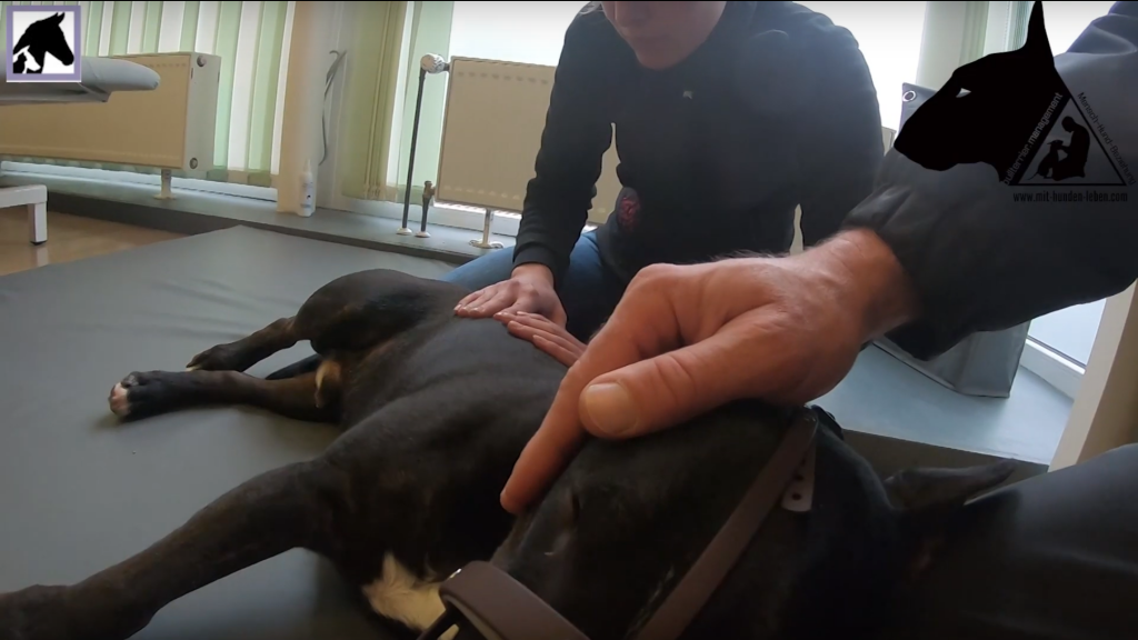 Mensch - Hunde - Beziehung  mit Miniatur Bullterrier