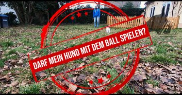 Welpen - Training - Rückruf