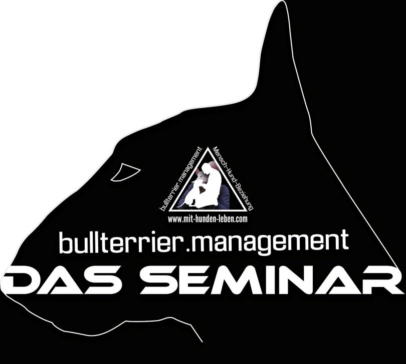 Das Seminar - Bullterrier im Kontrast