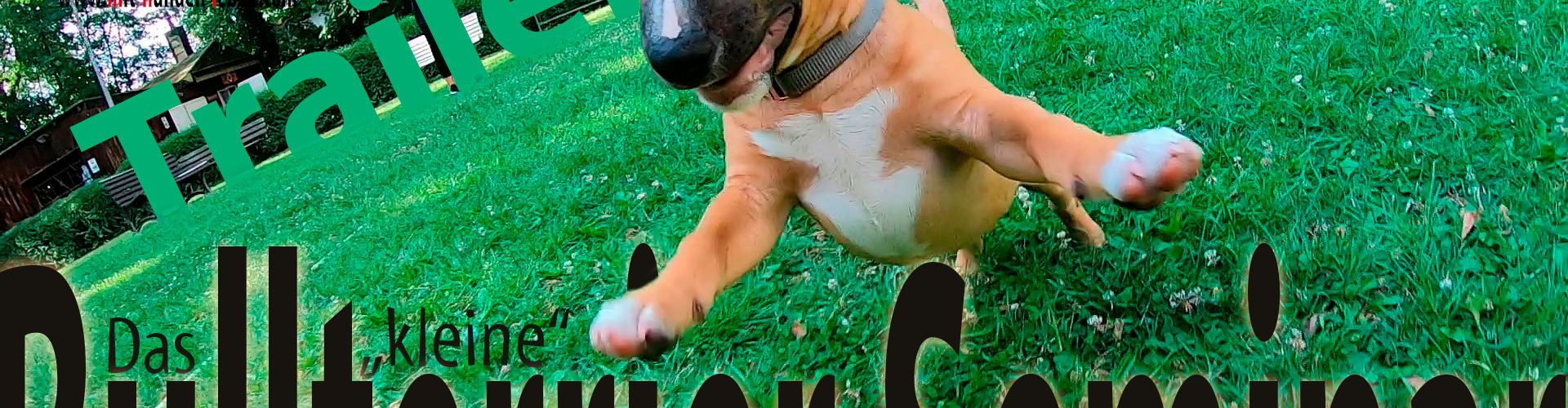 Das kleine Bullterrier Seminar - Trailer
