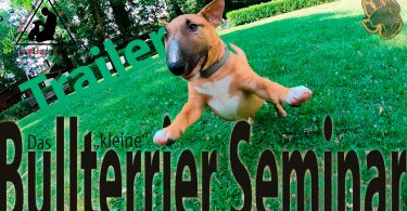 Das kleine Bullterrier Seminar - Trailer