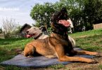 Kampfhund besteht Wesenstest