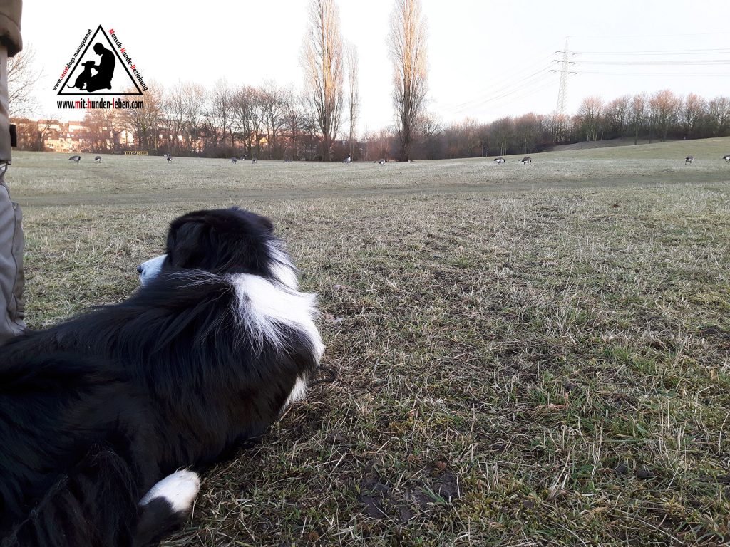 Elvis-auf-der-Wiese