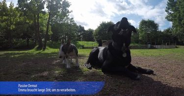 Aktive Demut - Verhaltensmuster