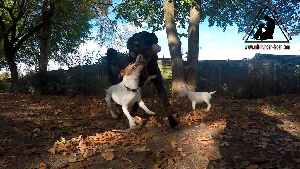 Ein Jack Russellterrier und ein Appenzeller-Labradormix kämpfen um einen Futterbeutel