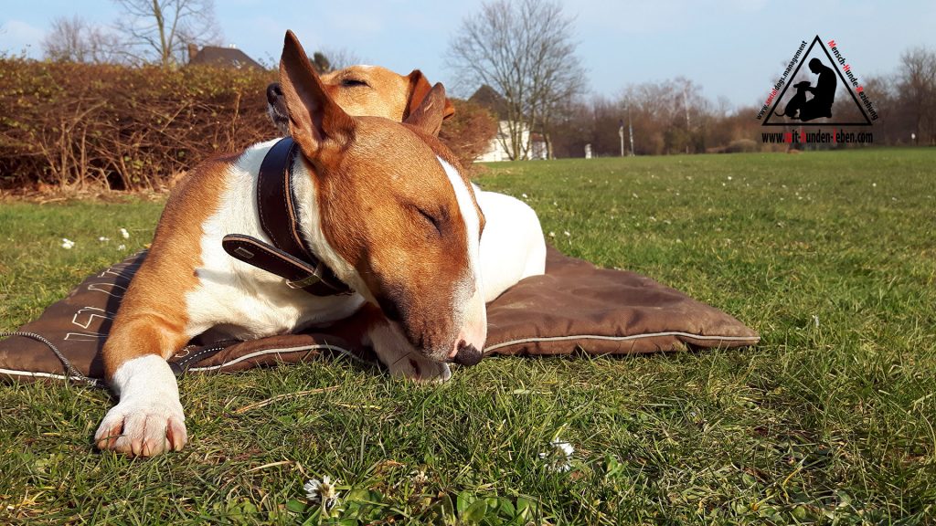 Ein Bullterrier und ein Jack Russell Terrier liegen entspannt auf einer Decke im Düsseldorfer Park