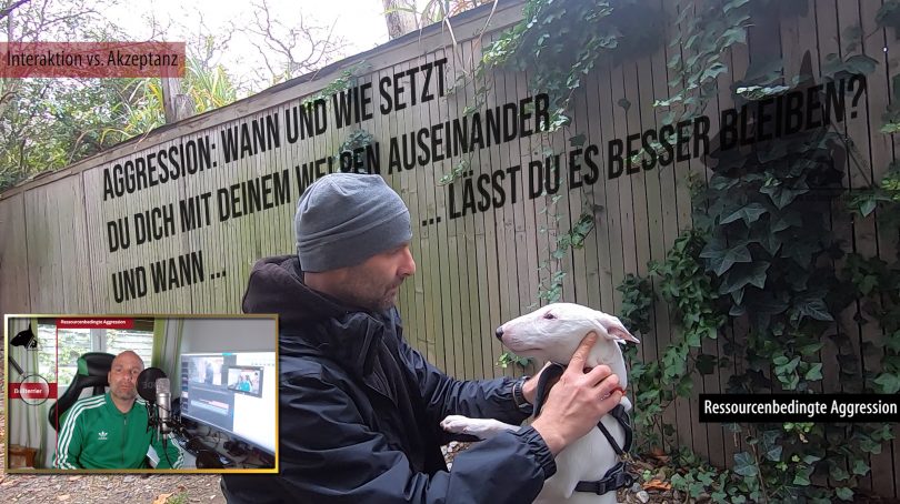 Miniaturbullterrier Ressourcenbedingte Aggression