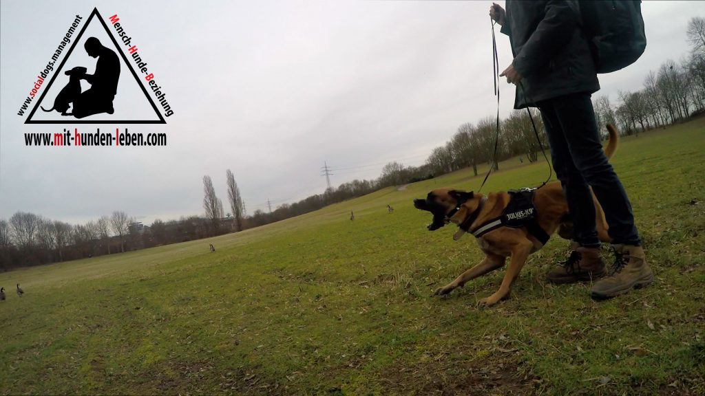 Boxer Mali Mix in Frustration