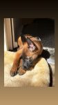 Malinois Hummel