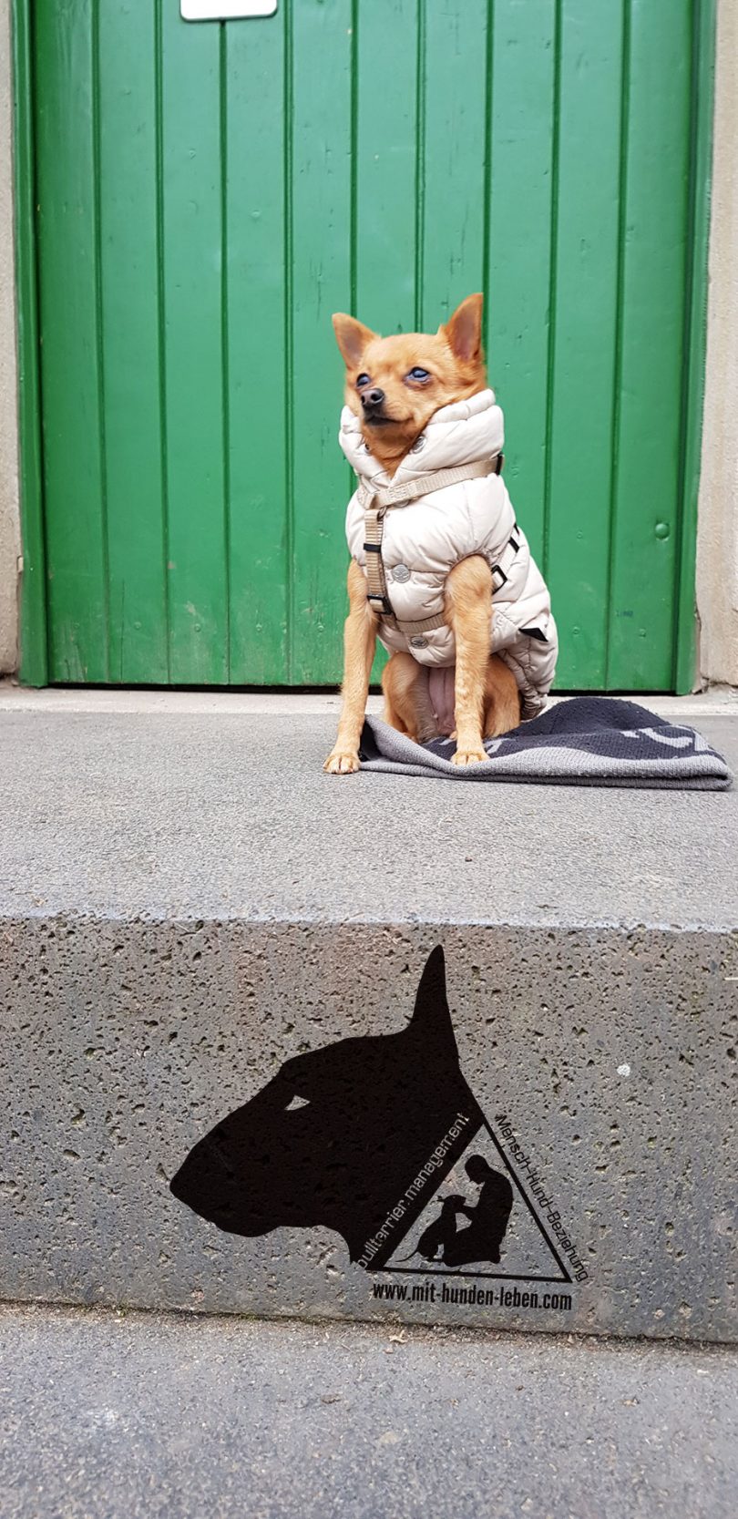 Kleiner-Hund-ganz-gross