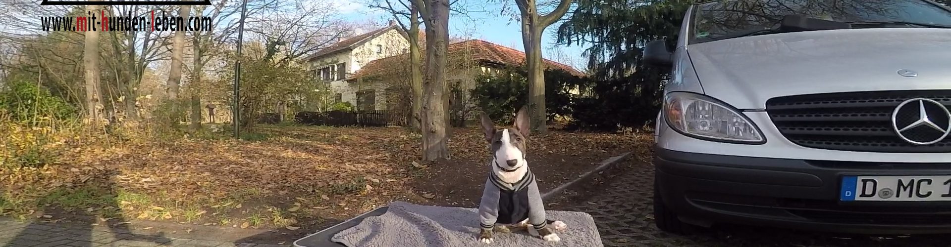 Miniatur Bullterrier Lennox sitzt mit 13 Wochen