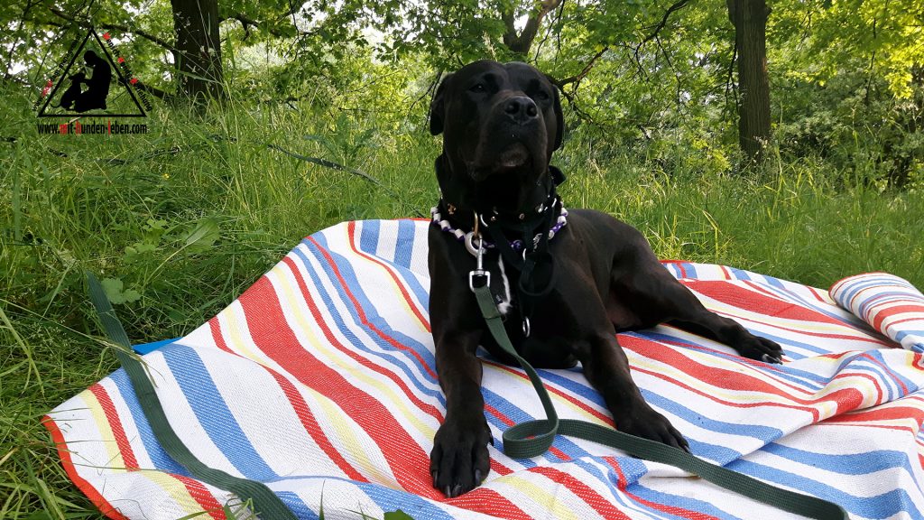 Pitbull Lotta liegt auf der Decke im Park. Sie wirkt dabei sehr sourverän und blickt in die Kamera mit Stolz. 