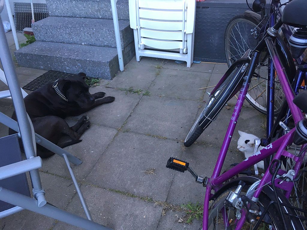 Staffordshire Terrier und die Katze