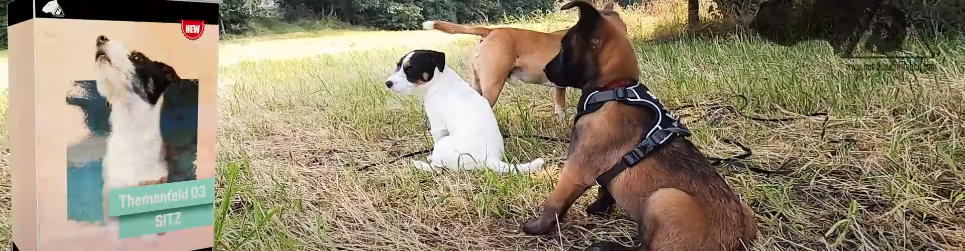 Malinois Welpe Training