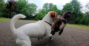 9 Wochen junger Miniatur - Bullterrier Welpe im Lernvorgang Kommunikation.