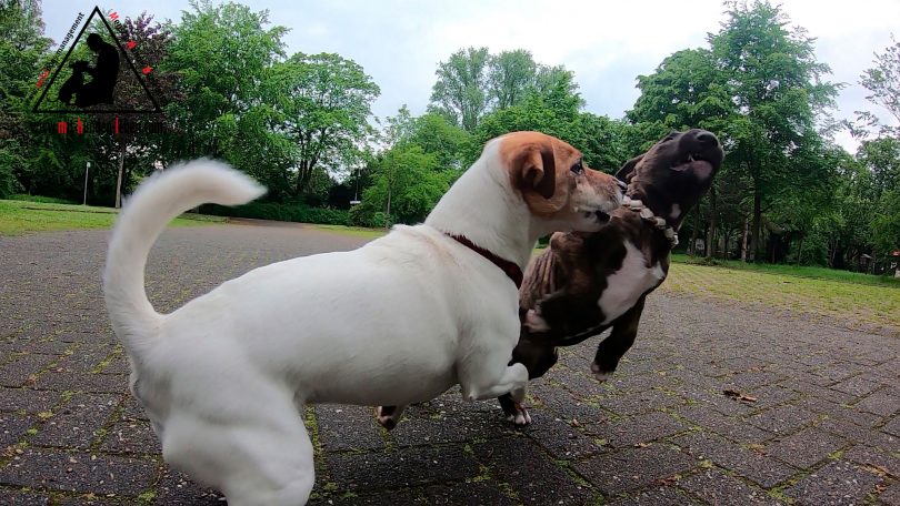 9 Wochen junger Miniatur - Bullterrier Welpe im Lernvorgang Kommunikation.