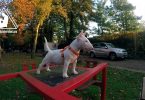 Ein Miniatur Bullterrier steht auf dem Tisch und verarbeitet Reize