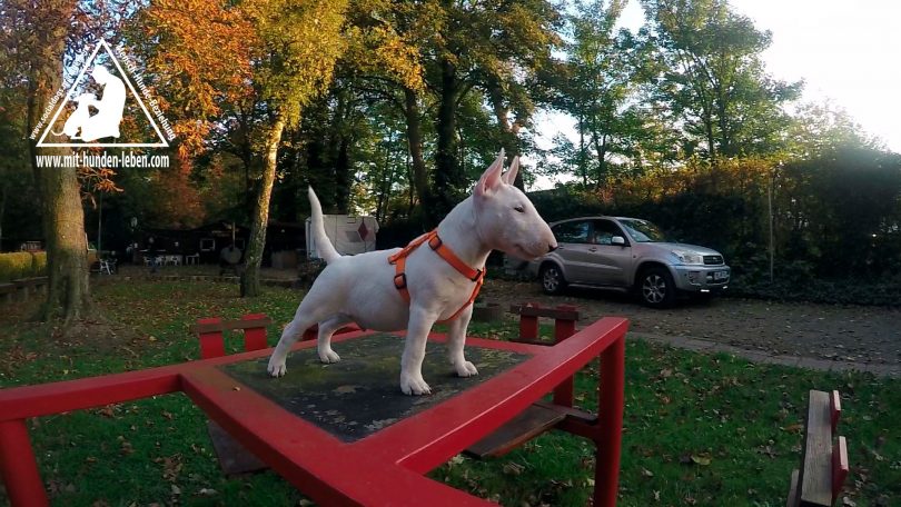 Ein Miniatur Bullterrier steht auf dem Tisch und verarbeitet Reize