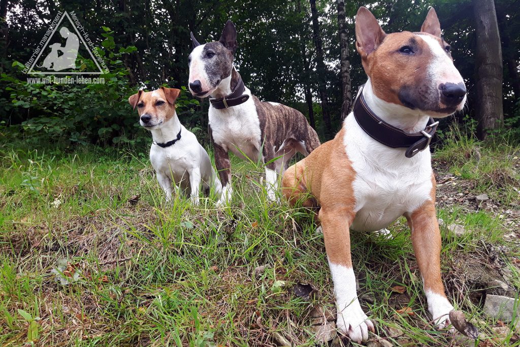 Zwei Miniatur-Bullterrier und ein Jack Russell Terrier sitzen auf einem Wiesenhang und schauen in die Ferne