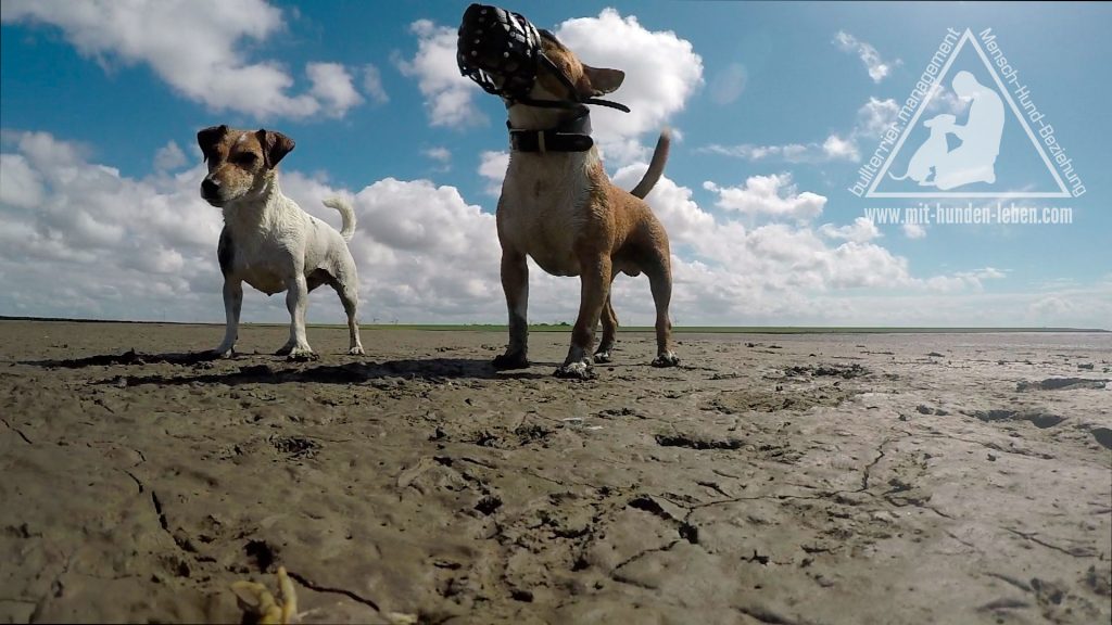 Jack Russellterrier und Miniatur-Bullterrier stehen im Watt. Der Miniatur-Bullterrier trägt einen Maulkorb und hebt dabei stolz seine Kopf in die Höhe. 